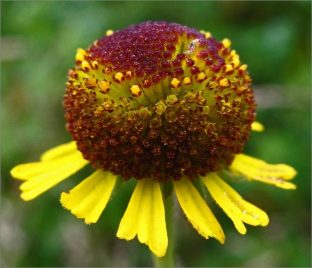 sm 946 Sneezeweed.jpg - Sneezeweed (Helenium puberulum): This specimen was shorter and smaller than most  other Sneezeweed’s observed at Point Reyes.